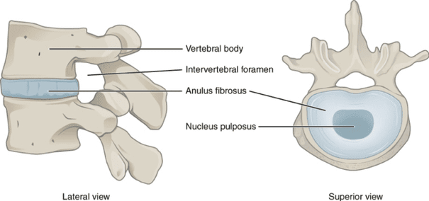 spine diagram